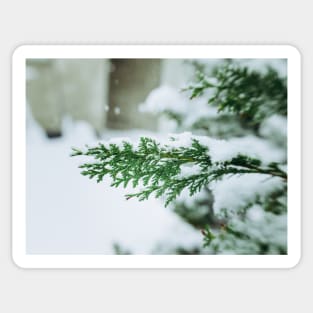 Snowy Pine Sticker